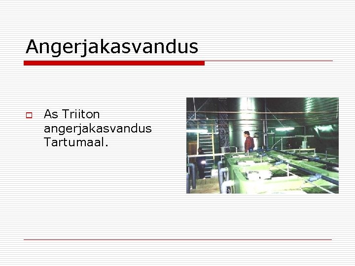 Angerjakasvandus o As Triiton angerjakasvandus Tartumaal. 