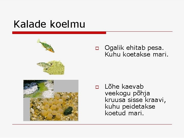 Kalade koelmu o o Ogalik ehitab pesa. Kuhu koetakse mari. Lõhe kaevab veekogu põhja