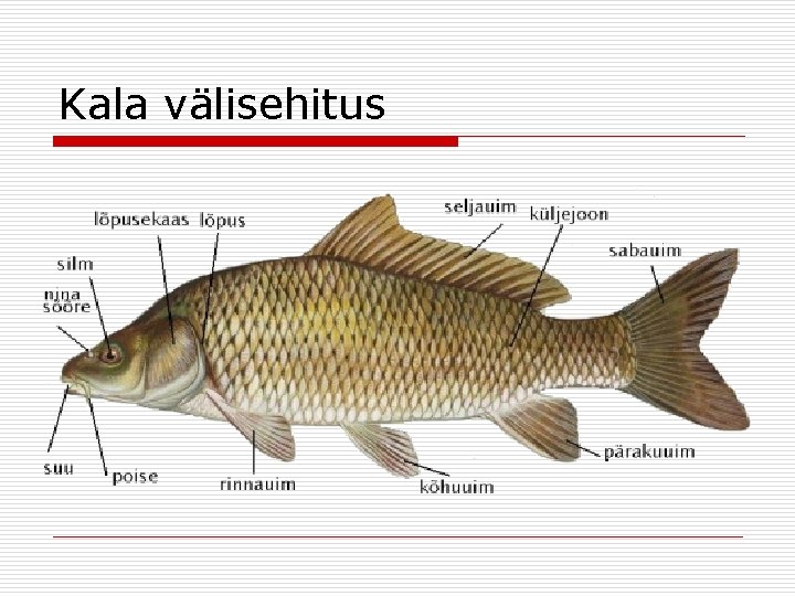 Kala välisehitus 