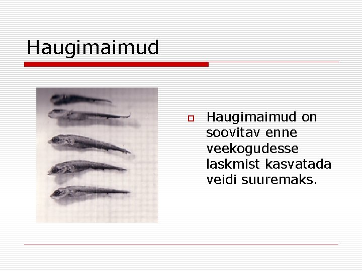 Haugimaimud on soovitav enne veekogudesse laskmist kasvatada veidi suuremaks. 