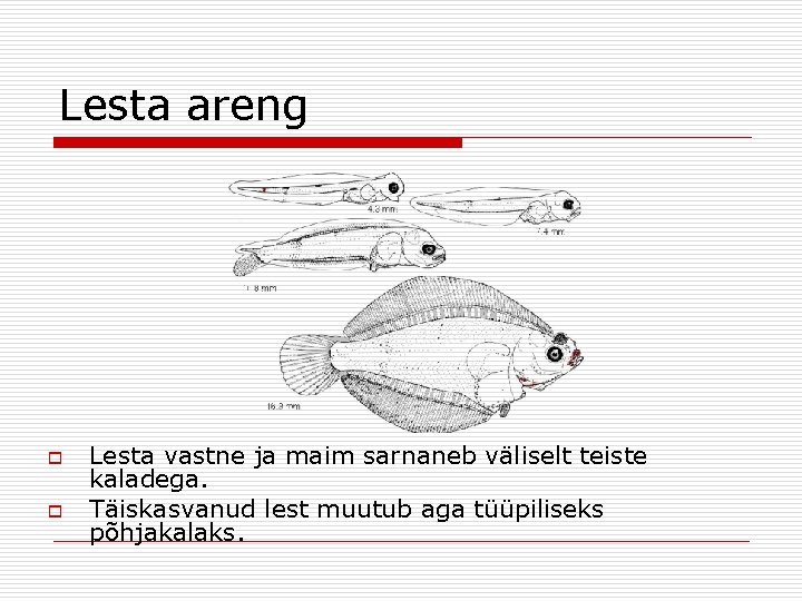 Lesta areng o o Lesta vastne ja maim sarnaneb väliselt teiste kaladega. Täiskasvanud lest