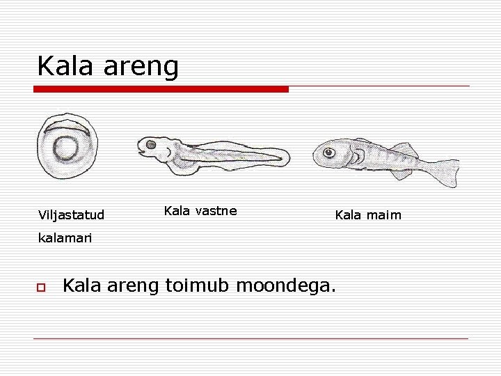 Kala areng Viljastatud Kala vastne Kala maim kalamari o Kala areng toimub moondega. 