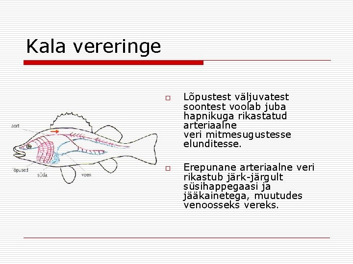 Kala vereringe o o Lõpustest väljuvatest soontest voolab juba hapnikuga rikastatud arteriaalne veri mitmesugustesse