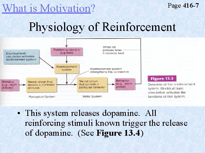 What is Motivation? Page 416 -7 Physiology of Reinforcement • This system releases dopamine.