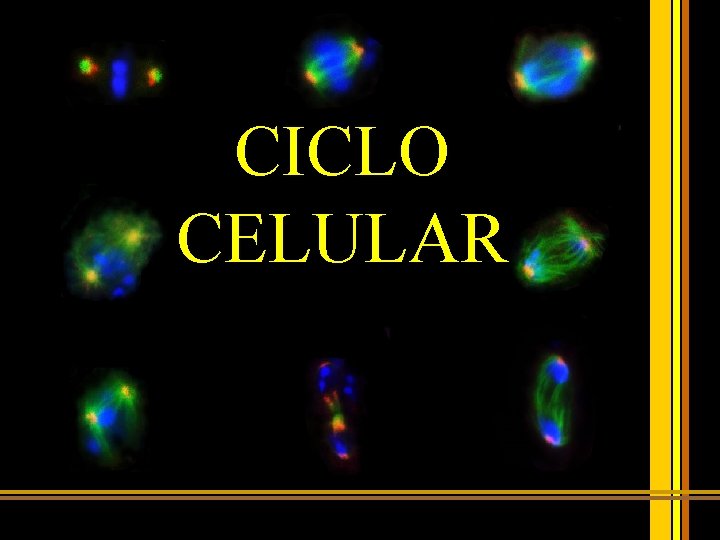 CICLO CELULAR 