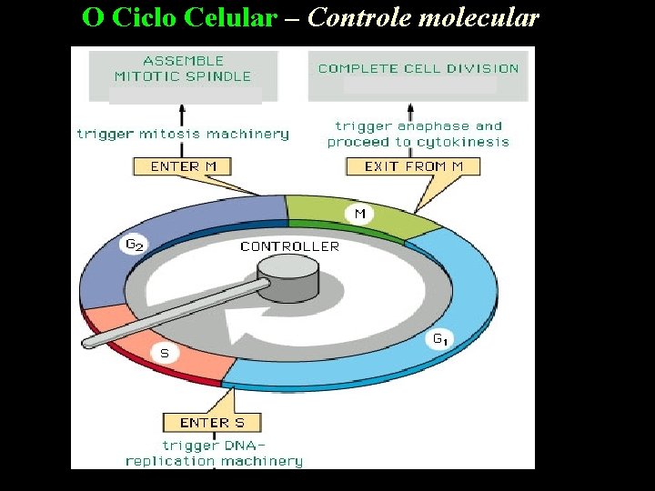 O Ciclo Celular – Controle molecular 