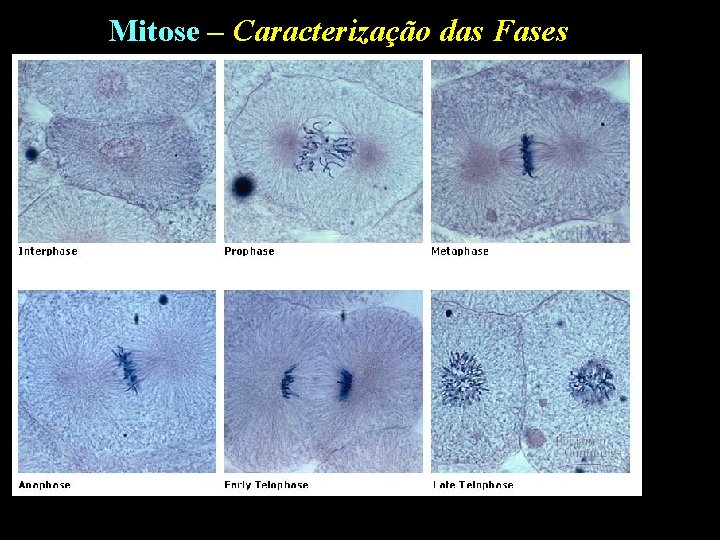 Mitose – Caracterização das Fases 