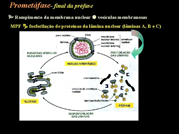 Prometáfase- final da prófase Rompimento da membrana nuclear vesículas membranosas MPF fosforilação de proteínas
