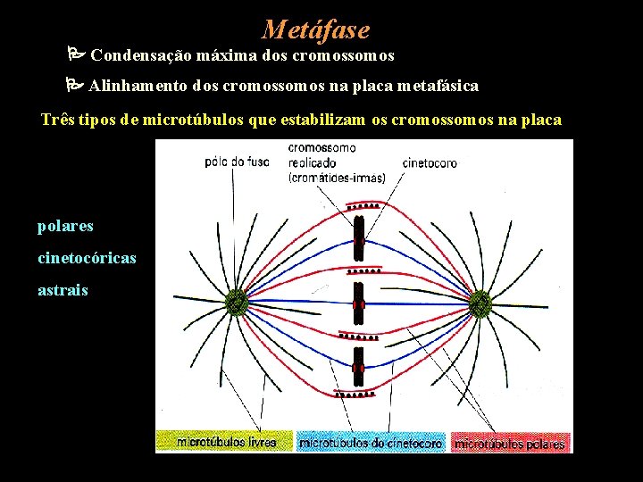 Metáfase Condensação máxima dos cromossomos Alinhamento dos cromossomos na placa metafásica Três tipos de