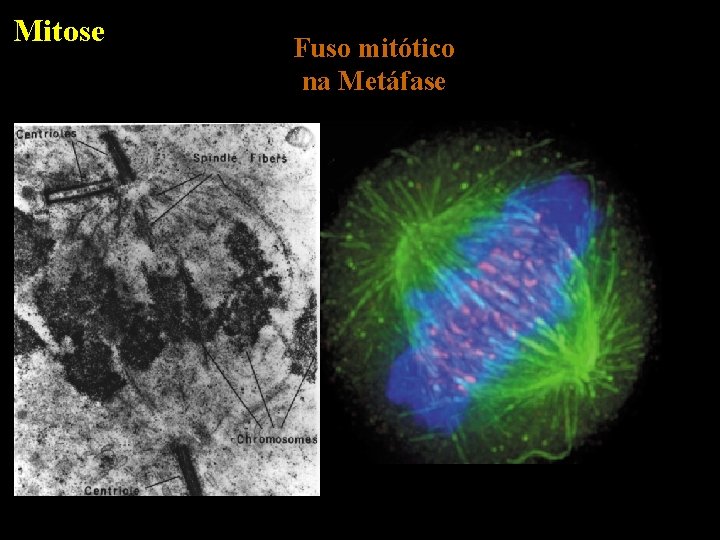 Mitose Fuso mitótico na Metáfase 