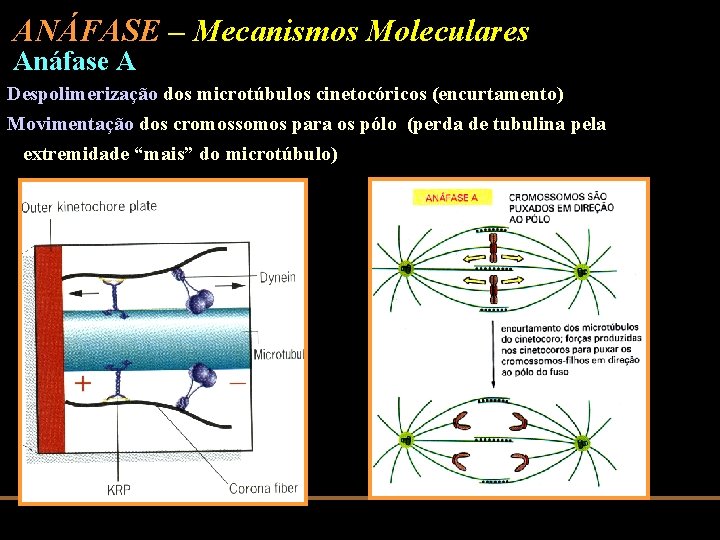 ANÁFASE – Mecanismos Moleculares Anáfase A Despolimerização dos microtúbulos cinetocóricos (encurtamento) Movimentação dos cromossomos