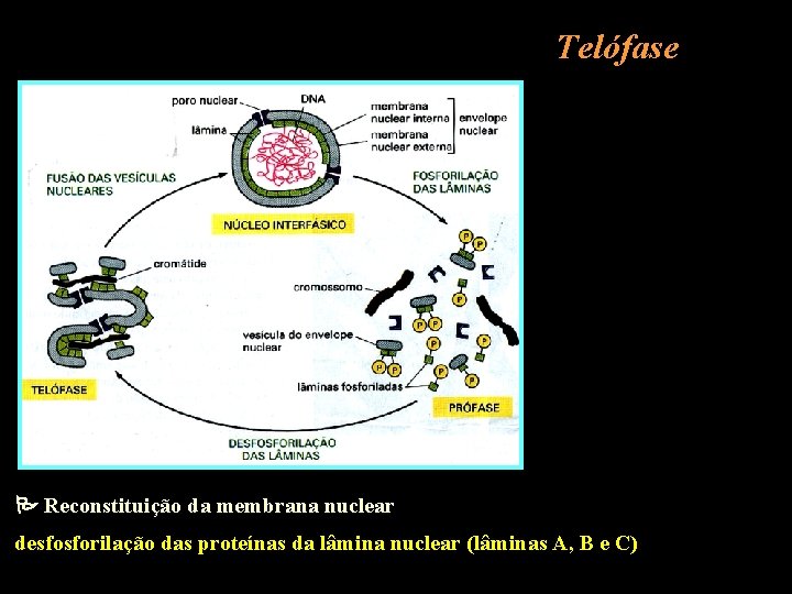 Telófase Reconstituição da membrana nuclear desfosforilação das proteínas da lâmina nuclear (lâminas A, B