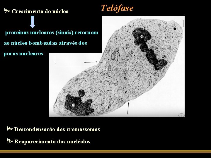  Crescimento do núcleo proteínas nucleares (sinais) retornam ao núcleo bombeadas através dos poros