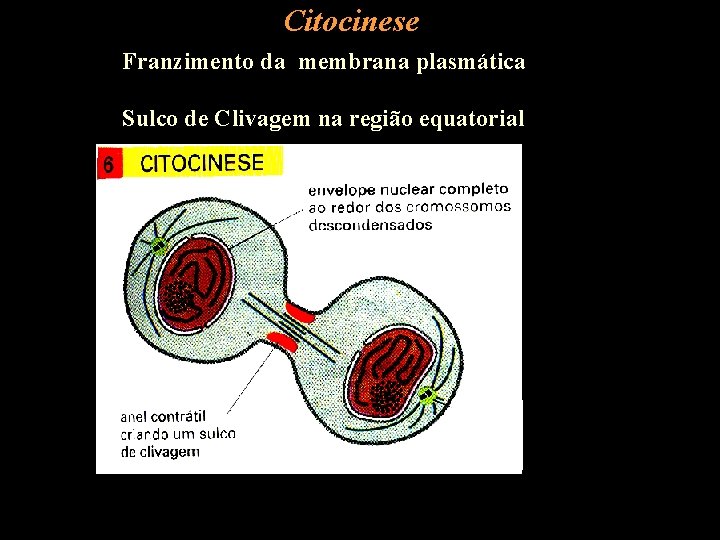 Citocinese Franzimento da membrana plasmática Sulco de Clivagem na região equatorial 