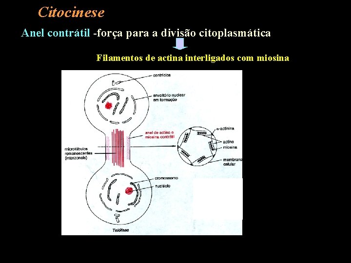 Citocinese Anel contrátil -força para a divisão citoplasmática Filamentos de actina interligados com miosina