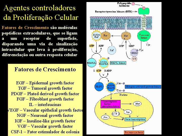 Agentes controladores da Proliferação Celular Fatores de Crescimento são moléculas peptídicas extracelulares, que se
