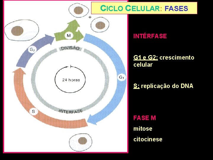 CICLO CELULAR: FASES INTÉRFASE G 1 e G 2: crescimento celular S: replicação do
