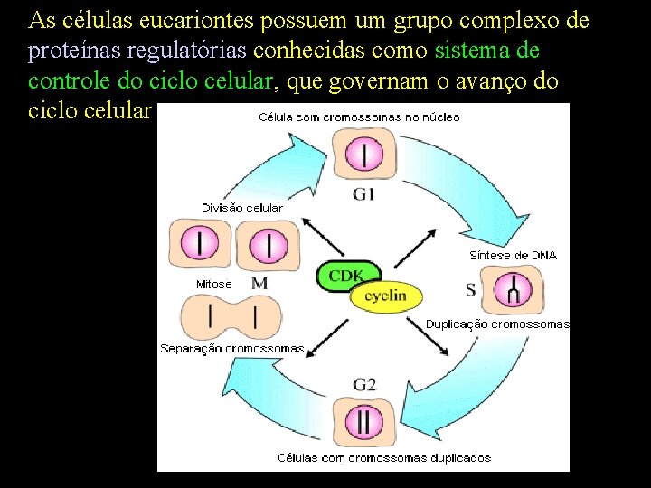 As células eucariontes possuem um grupo complexo de proteínas regulatórias conhecidas como sistema de