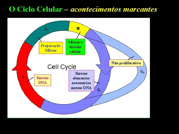 O Ciclo Celular – acontecimentos marcantes Preparação Mitose e divisão celular Não proliferativa Síntese