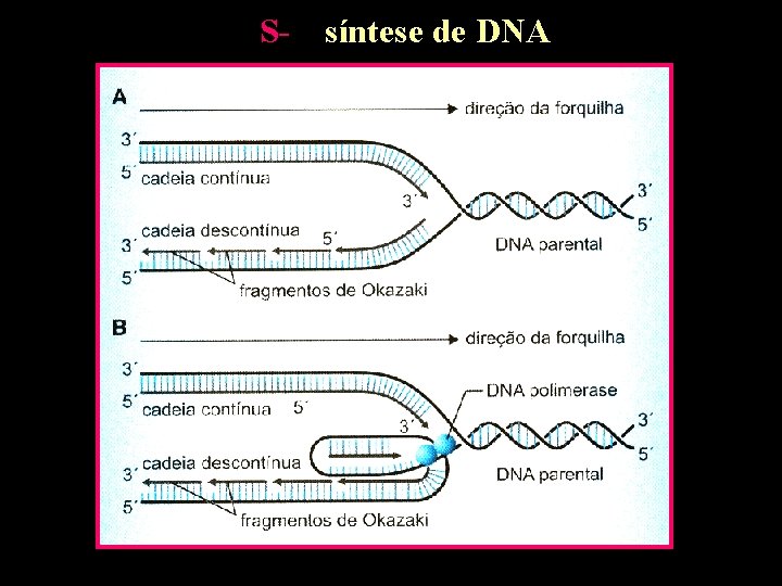 S- síntese de DNA 