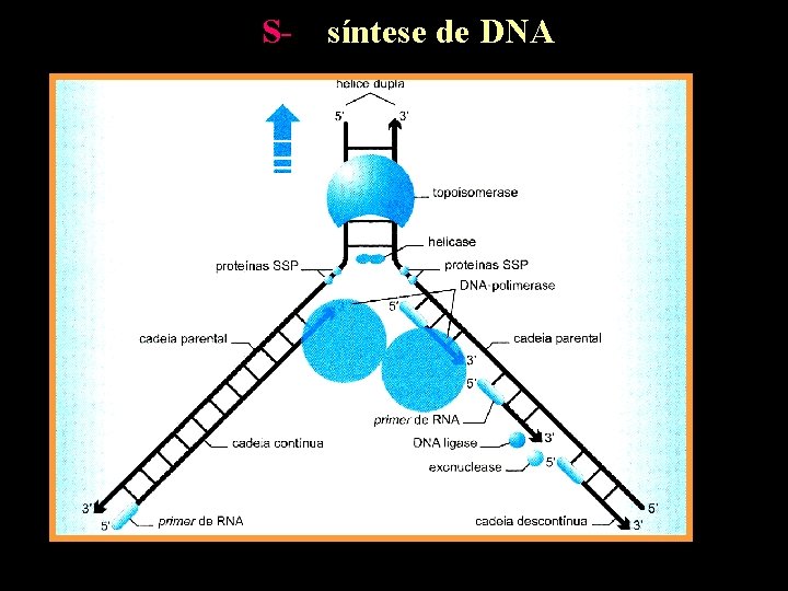 S- síntese de DNA 