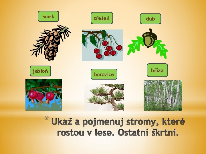 smrk jabloň * třešeň borovice dub bříza 