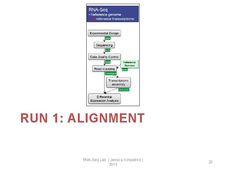 RUN 1: ALIGNMENT RNA-Seq Lab | Jessica Kirkpatrick | 2015 20 
