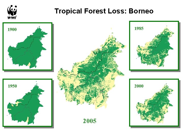 Tropical Forest Loss: Borneo 1900 1985 1950 2005 