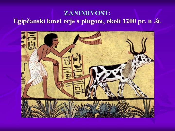 ZANIMIVOST: Egipčanski kmet orje s plugom, okoli 1200 pr. n. št. 