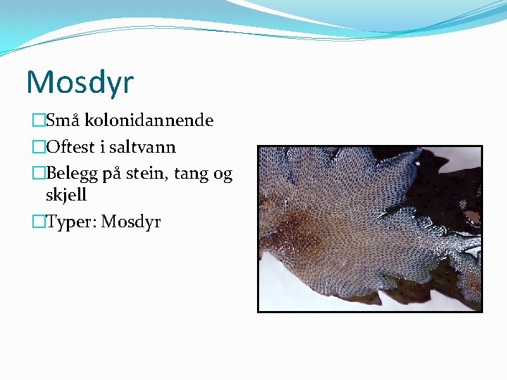 Mosdyr �Små kolonidannende �Oftest i saltvann �Belegg på stein, tang og skjell �Typer: Mosdyr