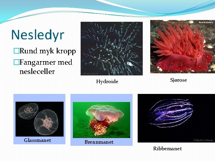 Nesledyr �Rund myk kropp �Fangarmer med nesleceller Hydroide Glassmanet Sjørose Brennmanet Ribbemanet 