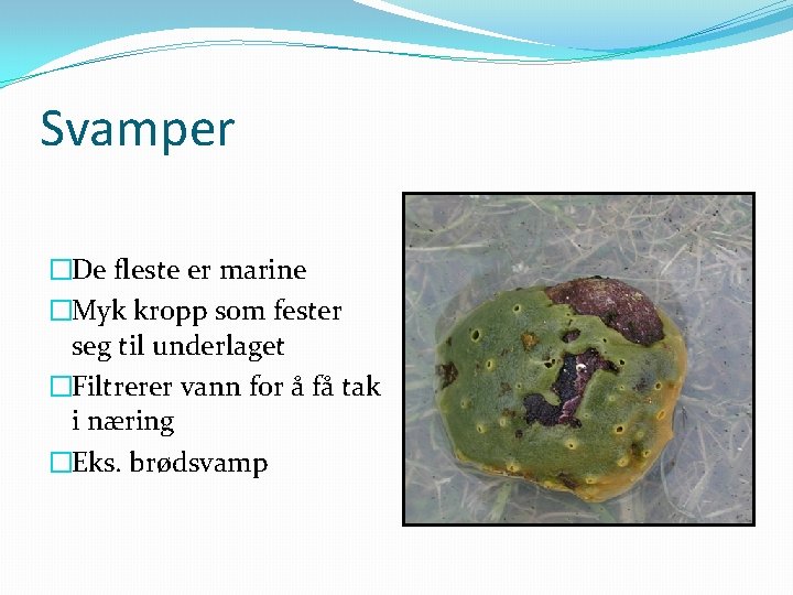 Svamper �De fleste er marine �Myk kropp som fester seg til underlaget �Filtrerer vann