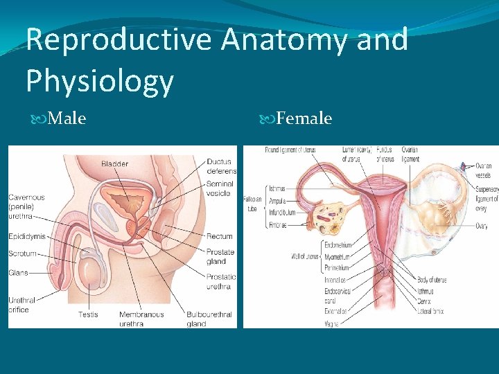 Reproductive Anatomy and Physiology Male Female 