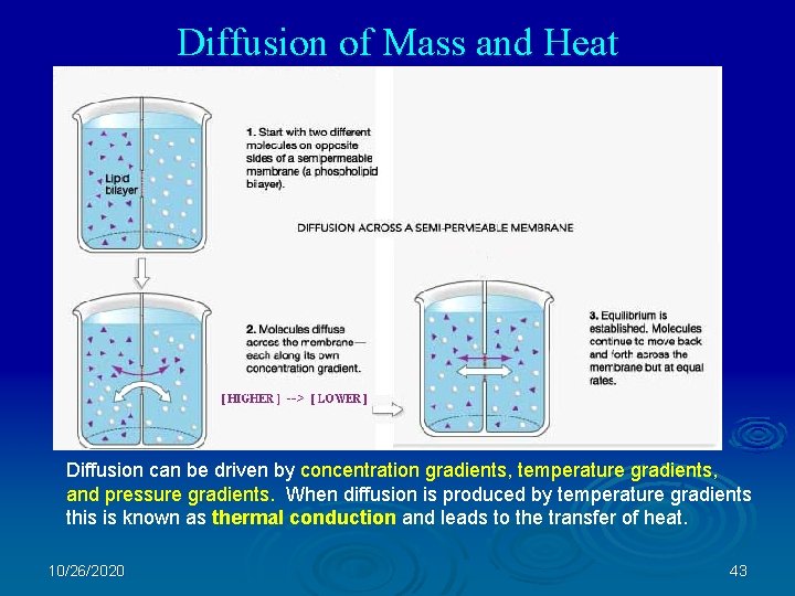 Diffusion of Mass and Heat Diffusion can be driven by concentration gradients, temperature gradients,