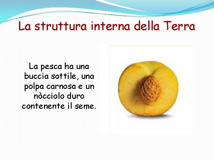 La struttura interna della Terra La pesca ha una buccia sottile, una polpa carnosa