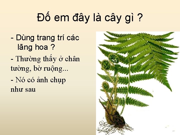 Đố em đây là cây gì ? - Dùng trang trí các lãng hoa