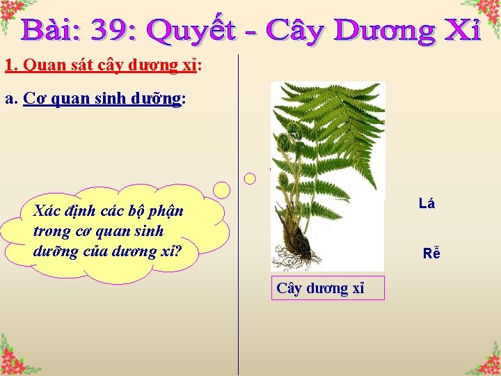 1. Quan sát cây dương xỉ: a. Cơ quan sinh dưỡng: Lá Xác định