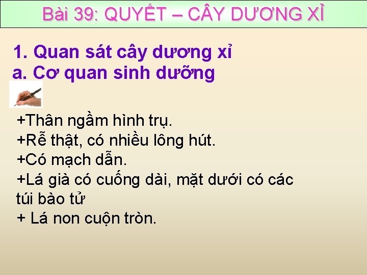 Bài 39: QUYẾT – C Y DƯƠNG XỈ 1. Quan sát cây dương xỉ