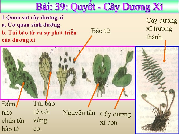 1. Quan sát cây dương xỉ a. Cơ quan sinh dưỡng b. Túi bào