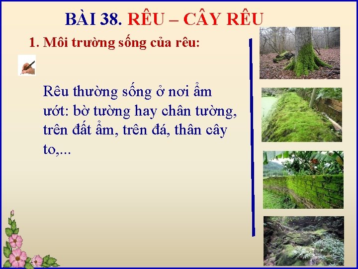 BÀI 38. RÊU – C Y RÊU 1. Môi trường sống của rêu: Rêu