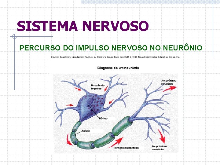 SISTEMA NERVOSO PERCURSO DO IMPULSO NERVOSO NO NEURÔNIO 