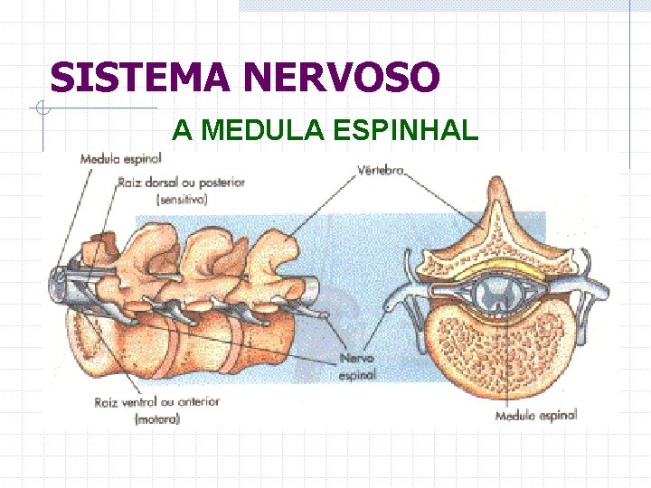 SISTEMA NERVOSO A MEDULA ESPINHAL 