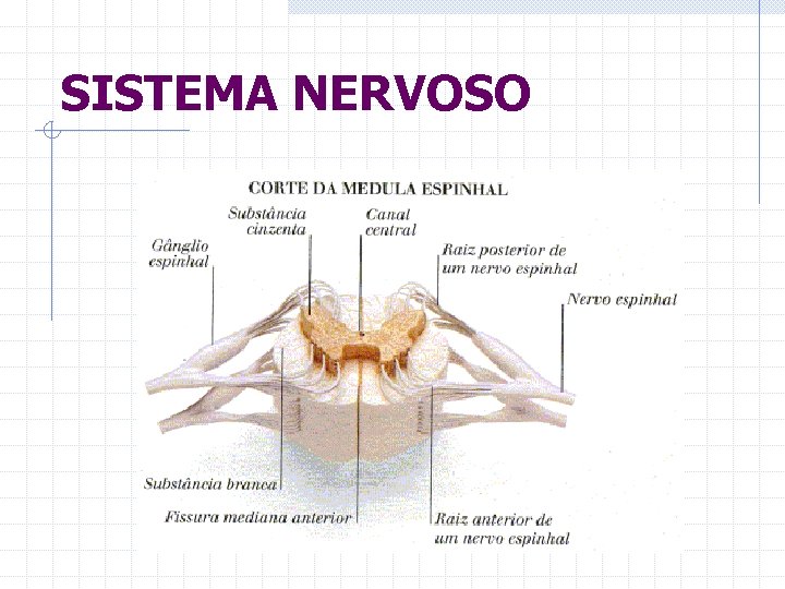 SISTEMA NERVOSO 