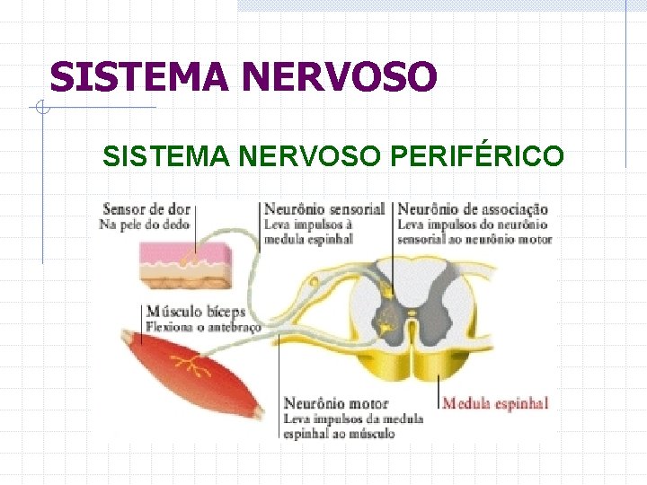 SISTEMA NERVOSO PERIFÉRICO 