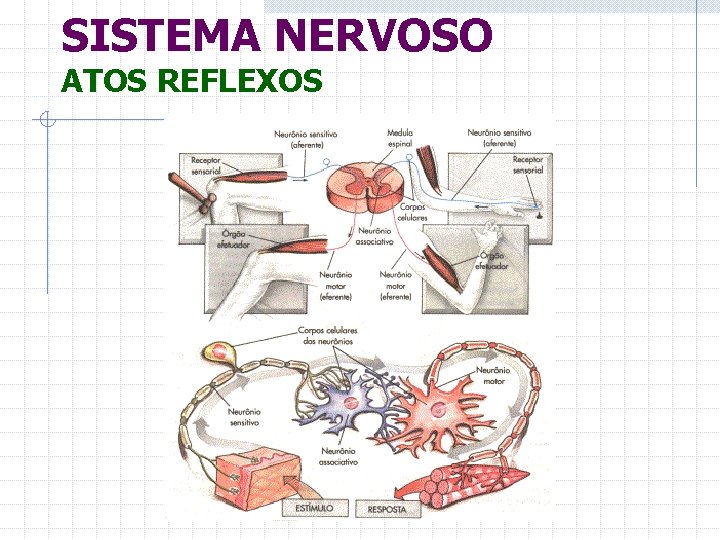 SISTEMA NERVOSO ATOS REFLEXOS 