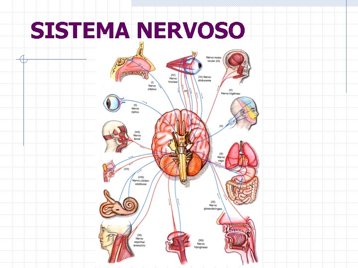 SISTEMA NERVOSO 