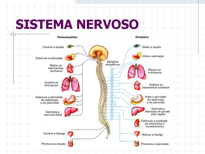 SISTEMA NERVOSO 