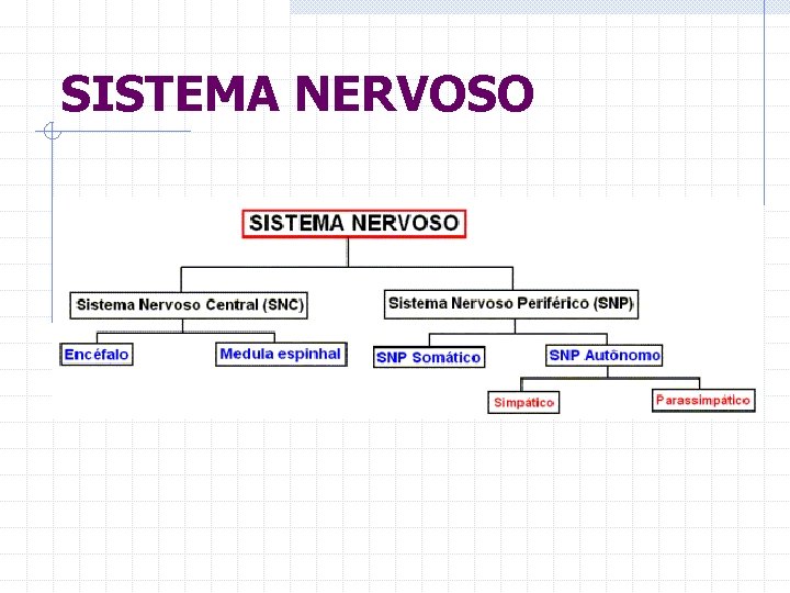 SISTEMA NERVOSO 