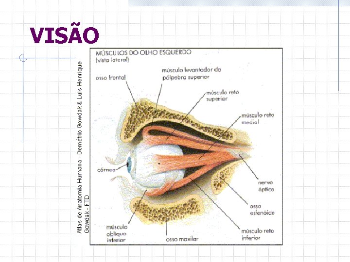 VISÃO 