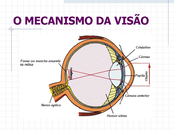 O MECANISMO DA VISÃO 